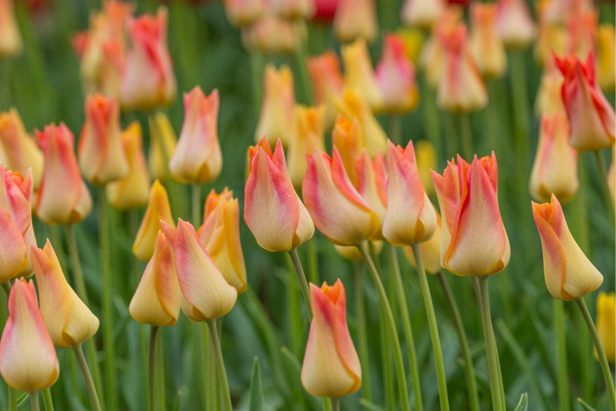 Tulpe 'Moonblush'